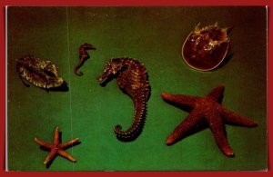 Florida - Specimen Sanibel Shells - [FL-1087]