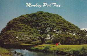 Hawaiian Monkey Pod Tree HI, Hawaii - Favorite of woodcarvers