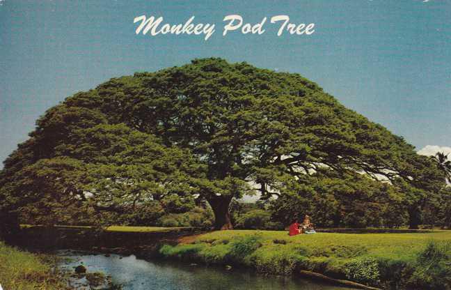 Hawaiian Monkey Pod Tree HI, Hawaii - Favorite of woodcarvers