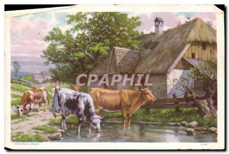 Document format postcard Cows