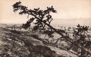 Maine Fryeburg Jockey Cap Leaning Tree