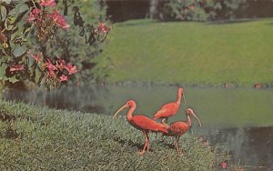 Scarlet Ibis and Bauhinia Orchid Tree Sarasota, Florida