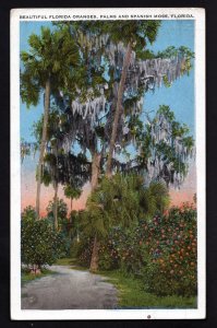 Florida Beautiful Florida Oranges, Palms and Spanish Moss pm ~ WB