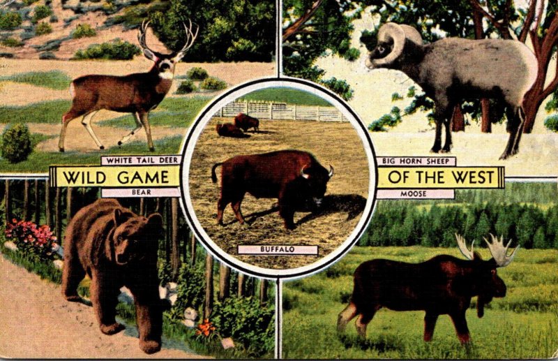 Animals Big Game Of The West Bear White Tail Deer Big Horn Sheep Buffalo & Mo...