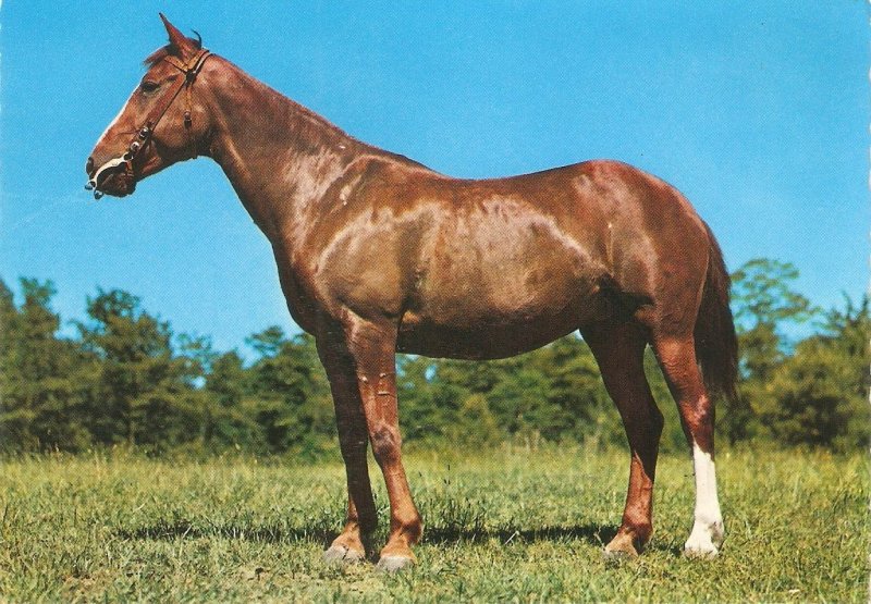 Horse in the field Nice modern Italian postcard