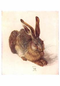 Albrecht Durer - The Hare
