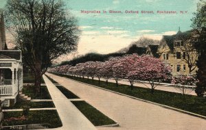 Vintage Postcard 1912 Magnolias Flowers Bloom Oxford Street Rochester New York