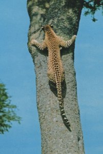 African Leopard Shinning Tree Climbing Kenya Postcard