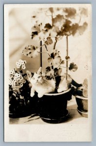 CAT IN FLOWER POT ANTIQUE REAL PHOTO POSTCARD RPPC