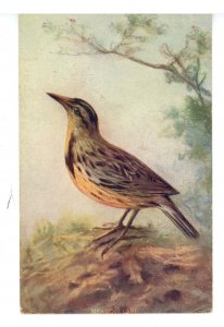 Birds - Meadowlark