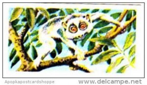 Brooke Bond Trade Card Asian Wildlife No 6 Slender Loris