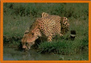 B574 African cheetah air mail postcard Kenya butterfly franking stamps 1988