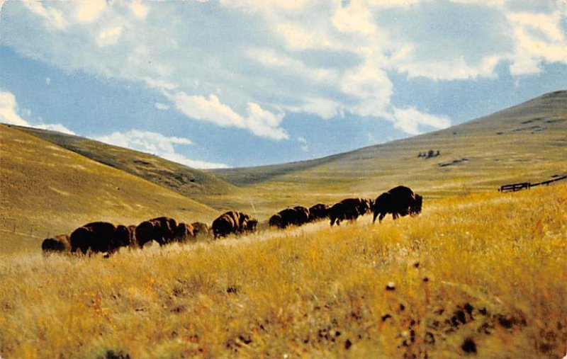 Buffalo Herd, National Bison Range Ravalli, Montana, USA Buffalo Unused 