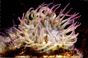 Sea Anemone At Seattle Aquarium 1992