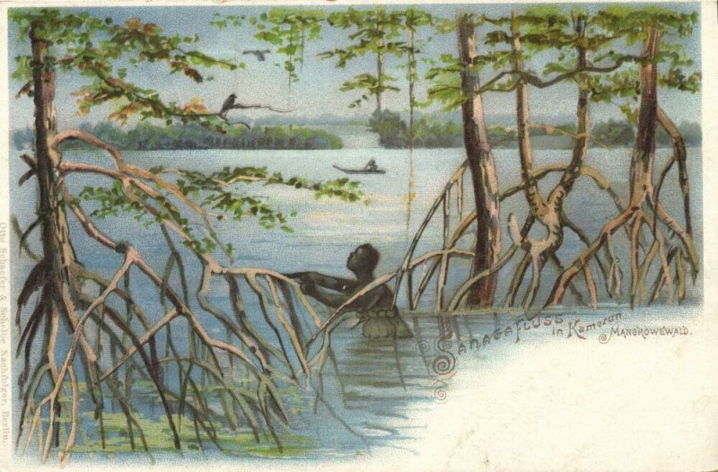 cameroon, Sanaga River in Mangrove Forest (1900s) Litho Postcard
