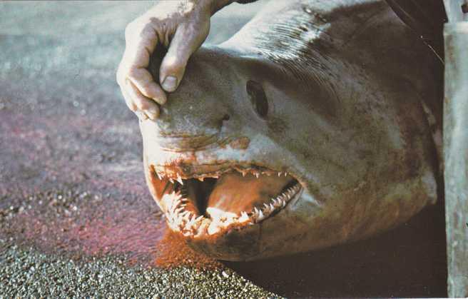 Porbeagle Shark - Sealife