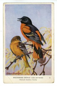 Birds - Baltimore Oriole (Male & Female)