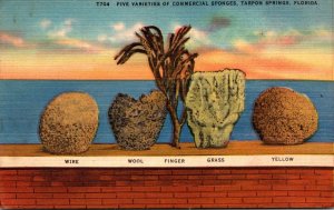 Florida Tarpon Springs Five Varieties Of Commercial Sponges 1947