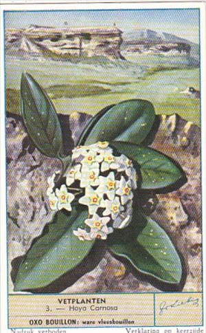 Liebig Trade Card S1625 Cacti II No 3 Hoya Carnosa