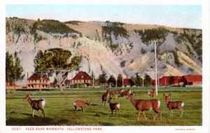 Haynes, Red Letter Series, Yellowstone National Park