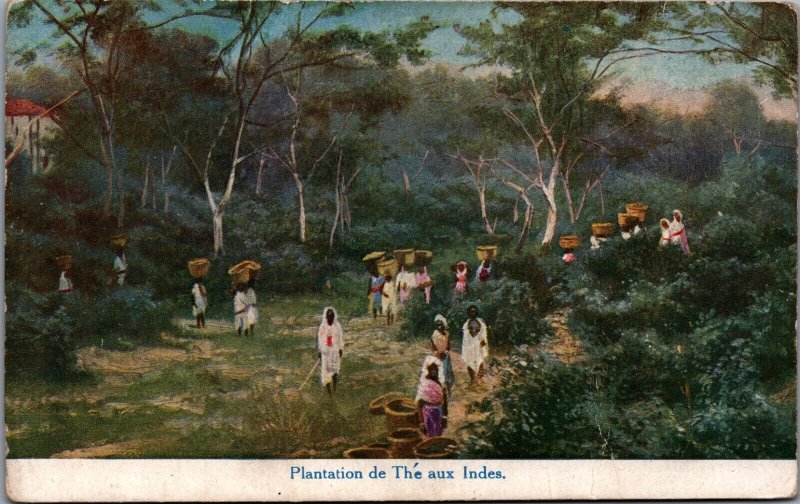 India Plantation de The aux Indes Vintage Postcard 09.94