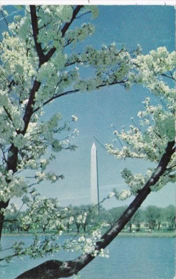 Washington Monument With Cherry Blossom Flowers Washington DC