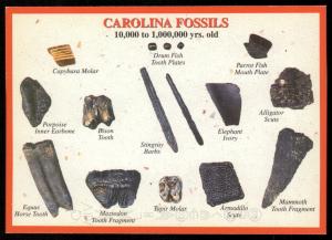 Carolina Fossils, Inc.