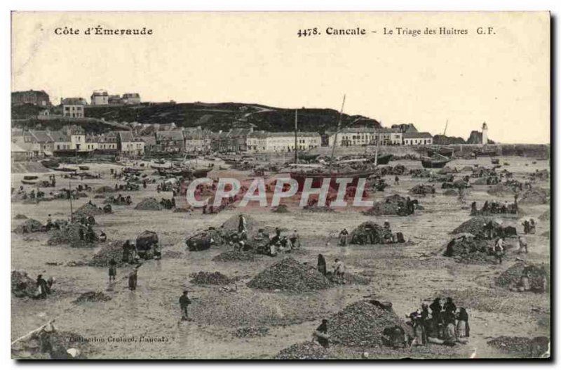 Old Postcard Cancale Sorting Oysters oyster farming