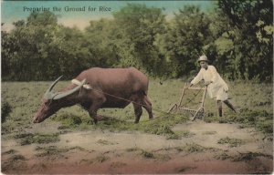 PC PHILIPPINES, PREPARING THE GROUND FOR RICE, Vintage Postcard (b42983)