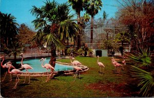 California Fresno Roeding Park Zoo Flamingos 1964