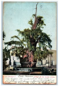 1906 Scene at Sad Night Tree with Fence Mexico C. Antique Posted Postcard