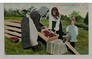MA - Cape Cod. Sorting Cranberries