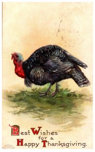 Thanksgiving  Turkey in field