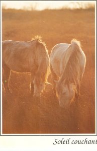 Camargue HorsesSoleil couchant Modern French postcard. Size 15 x 10,5 cms
