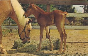Baby Horse - Colt and Mother - Eating Hay - Animal - pm 1965