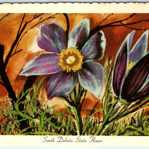 1967 SD South Dakota State Flower Pasque Pulsatilla Ken Haag Painting Art A334