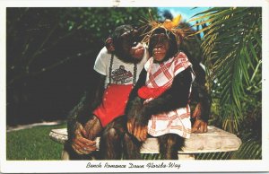 USA Bench Romance Down Florida Way Chimpanzee Chrome Postcard 03.47