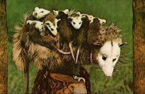 Baby Opossums