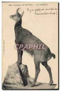 Old Postcard Animals Savoy Chamois