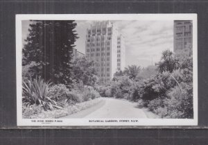 NEW SOUTH WALES, SYDNEY, BOTANICAL GARDENS, c1950 Rose real photo ppc., unused.