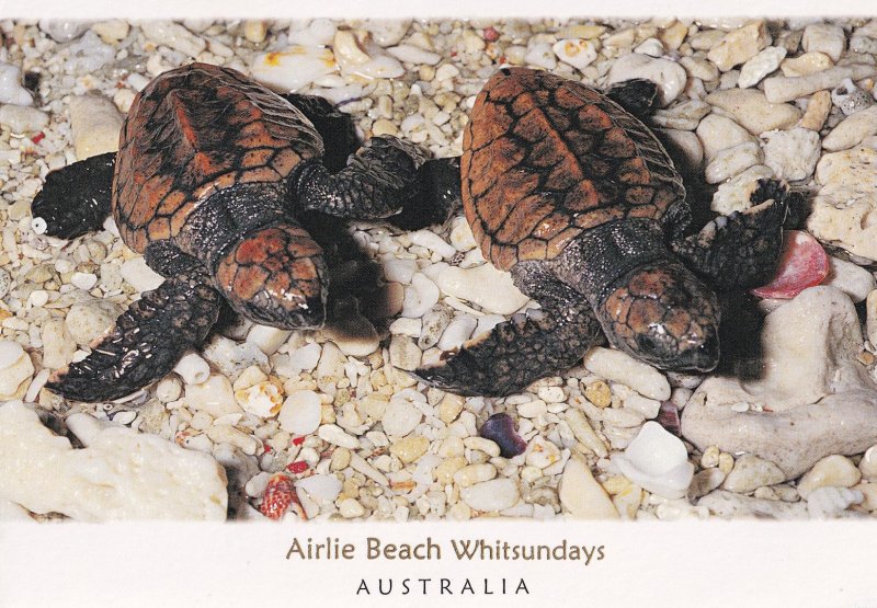 Airlie Beach Whitsundays Australia Loggerhead Turtle Postcard