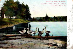 Pennsylvania Allentown Geese On Meadow Pond Along Cedar Creek 1907