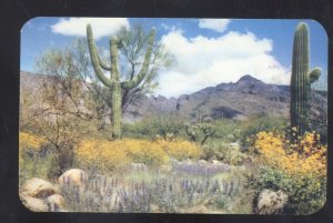 ARIZONA DEZERT IN FULL COLOR GIANT SAGUARO CACTUS VINTAGE POSTCARD