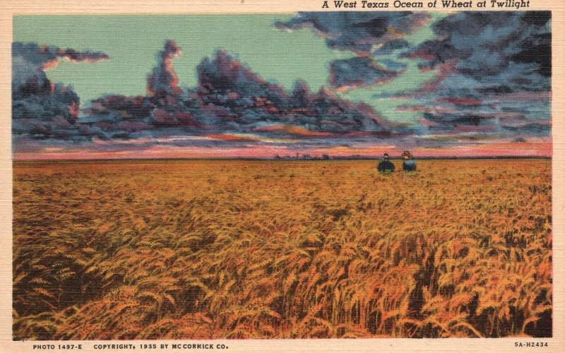 Vintage Postcard 1930's Ocean Of Wheat At Twilight Bread Basket West Texas TX
