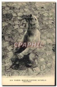 Postcard Old Bear Paris Museum of Natural & # 39Histoire L & # white 39ours