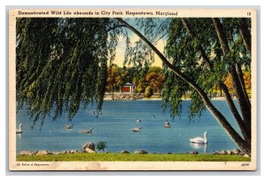 Wildlife at City Park Hagerstown Maryland MD UNP Linen Postcard Y3