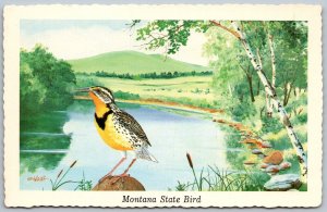 MONTANA State Bird 1968 Postcard Western Meadowlark