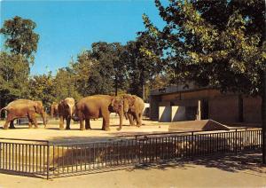 GG8505 hannover zoologischer garten der stadt elephant elefant    germany