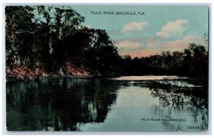 1914 Peace River Trees Reflection Clouds Wauchula Georgia GA Posted Postcard