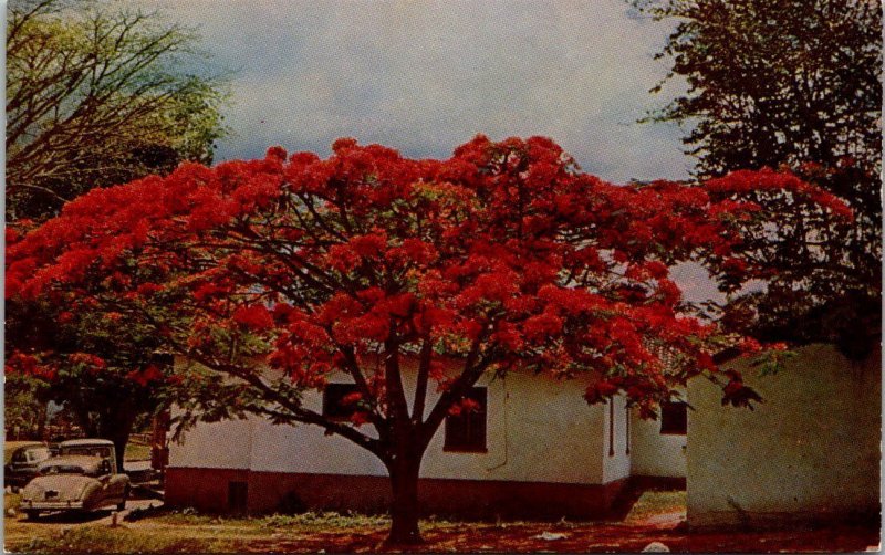 Venezuela Caracas Acacia Tree Caracas Country Club